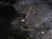 Majavan työt eivät aina ihmistä miellytä, kuten tässä tukittua rummunpäätä hämmästellessä.