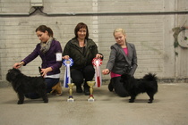 2013 Koiranäyttelyn Junion Handler voittajat