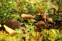 Luonto tarjoaa herkkujaan.