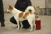 2013 Näyttelyn kakkonen